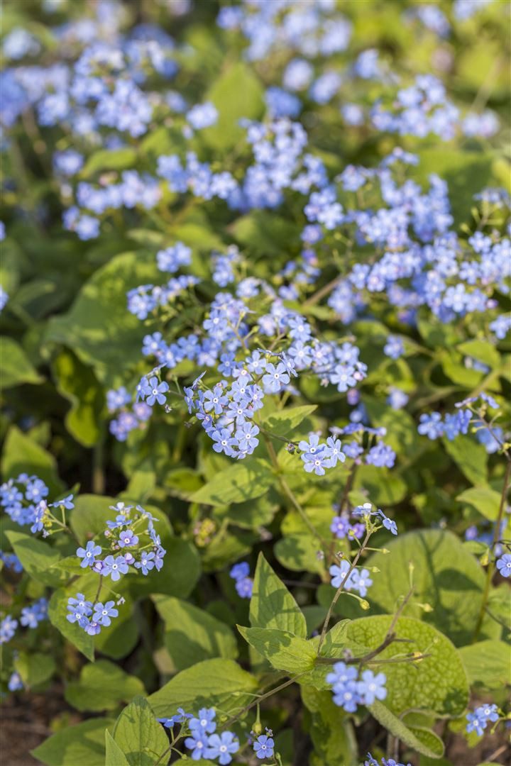 Pflanzen für Dich Staude Brunnera macrophylla, 1 St., Kaukasus-Vergissmeinnicht, Großblättriges Kaukasusvergissmeinnicht