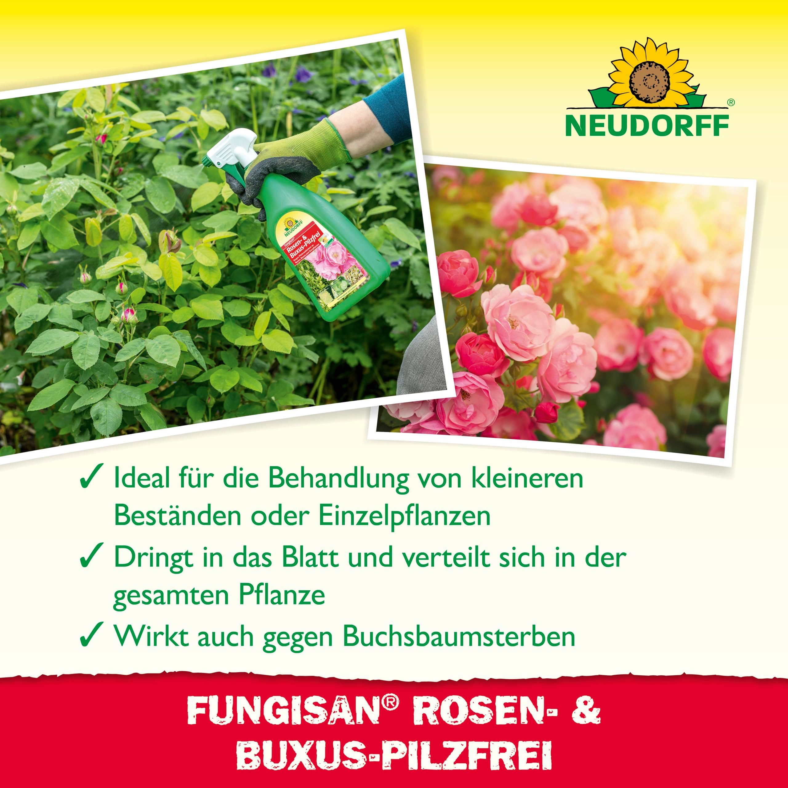 Neudorff Pflanzen-Pilzfrei Fungisan Rosen- und Buxus-Pilzfrei 1 Liter, 1 l, Anwendungsfertiges Spray zur Bekämpfung von Pilzkrankheiten an Rosen, Buxus und Zierpflanzen
