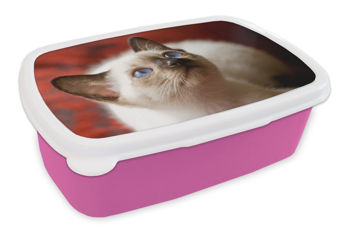 MuchoWow Lunchbox Junge Siamkatze schaut auf, Kunststoff, (2-tlg), Brotbox für Erwachsene, Brotdose Kinder, Snackbox, Mädchen, Kunststoff rosa
