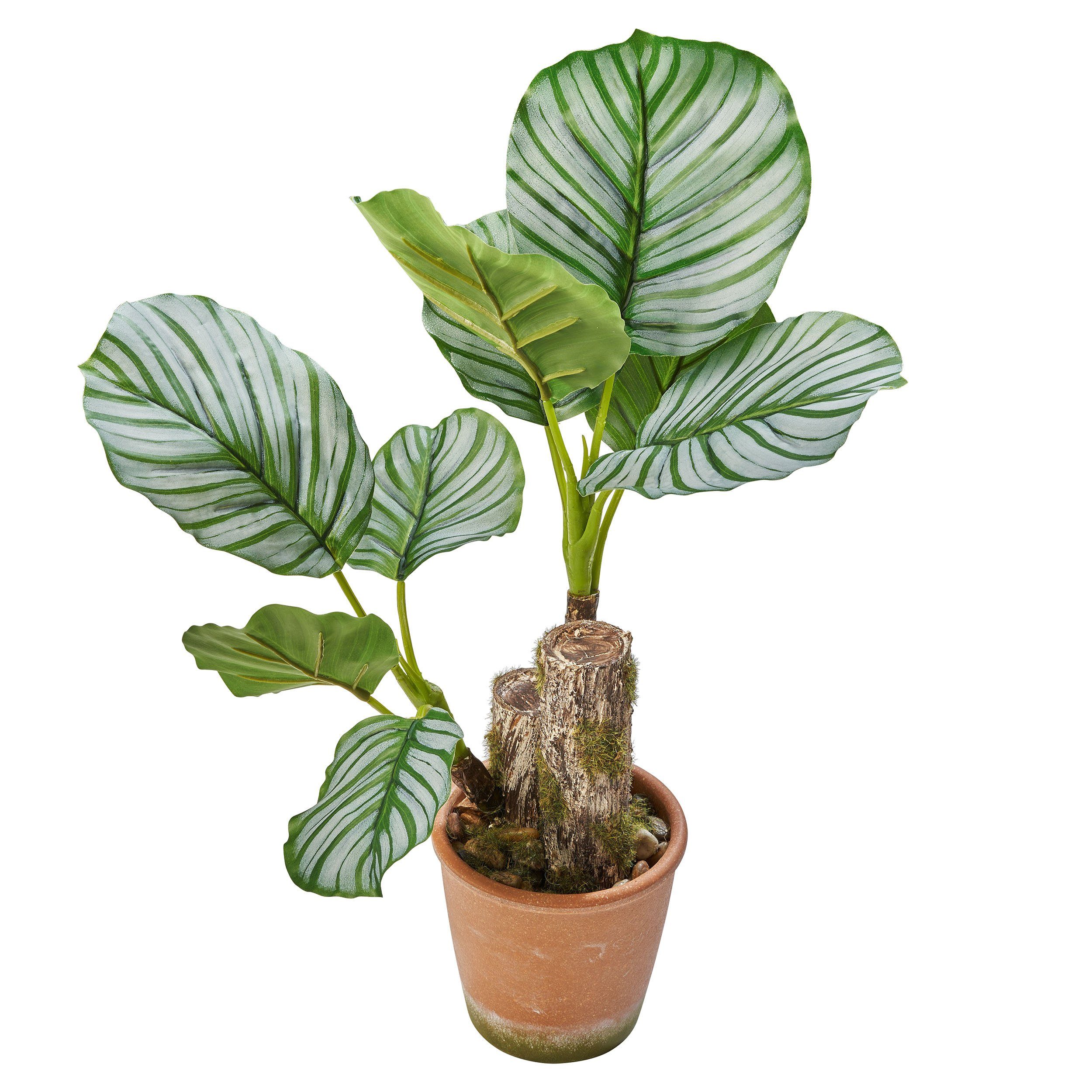 Künstliche Zimmerpflanze Dekopflanze Calatheapflanze, Amare home, Höhe 45 cm