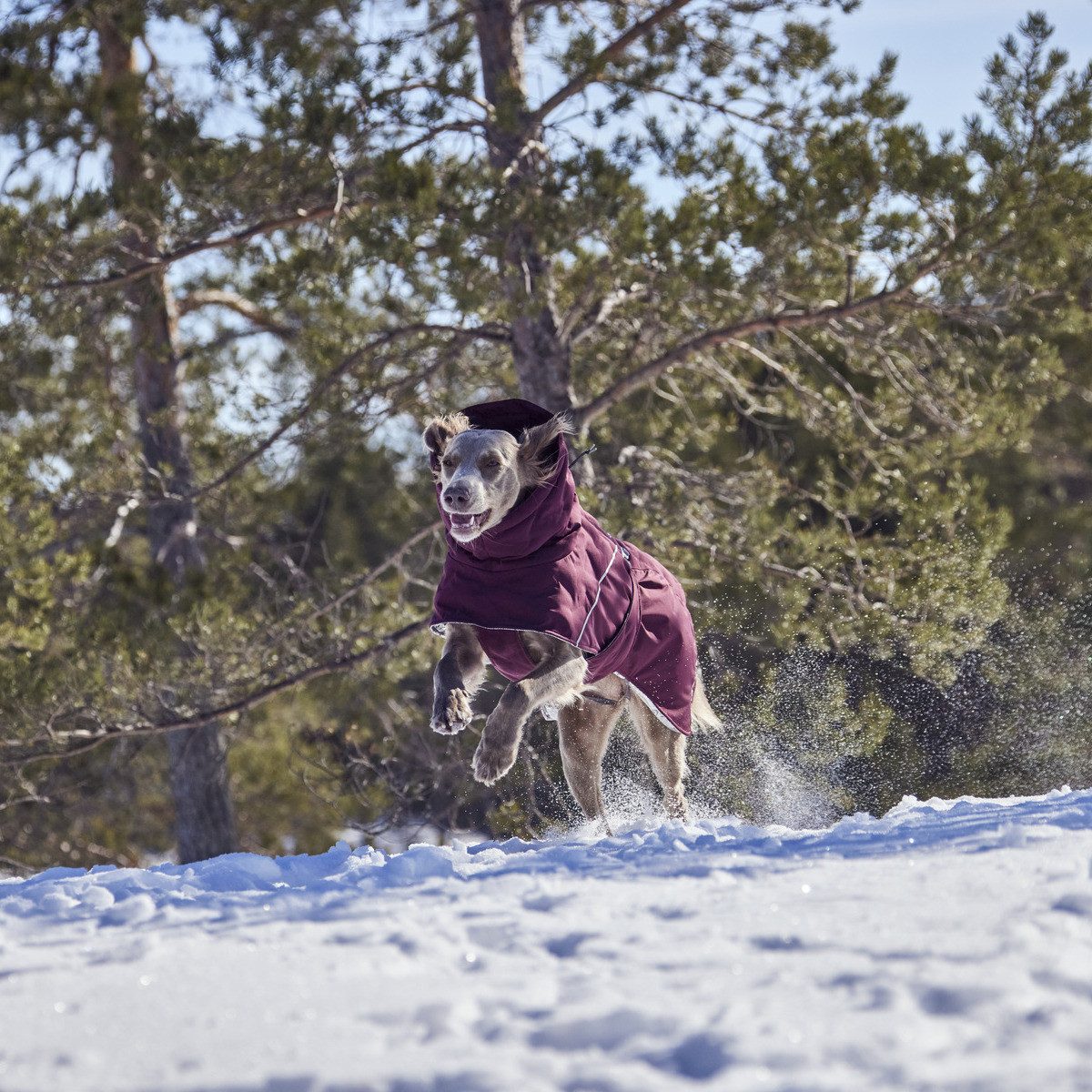 HURTTA Hundemantel Extreme warmer III (Wärmejacke) eggplant (aubergine)