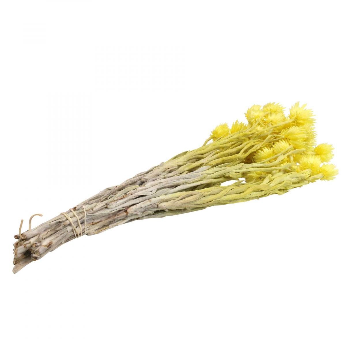 Trockenblume Gelbe Trockenblumen Capblumen Strohblumen 42cm Deko, Florists Products, Höhe 44 cm