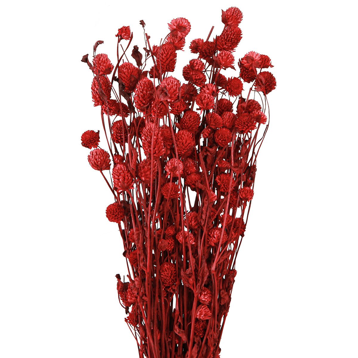 Trockenblume Kugelamarant Dunkelrot Kunstblumen 45cm 100g Deko, Viana, Höhe 3 cm