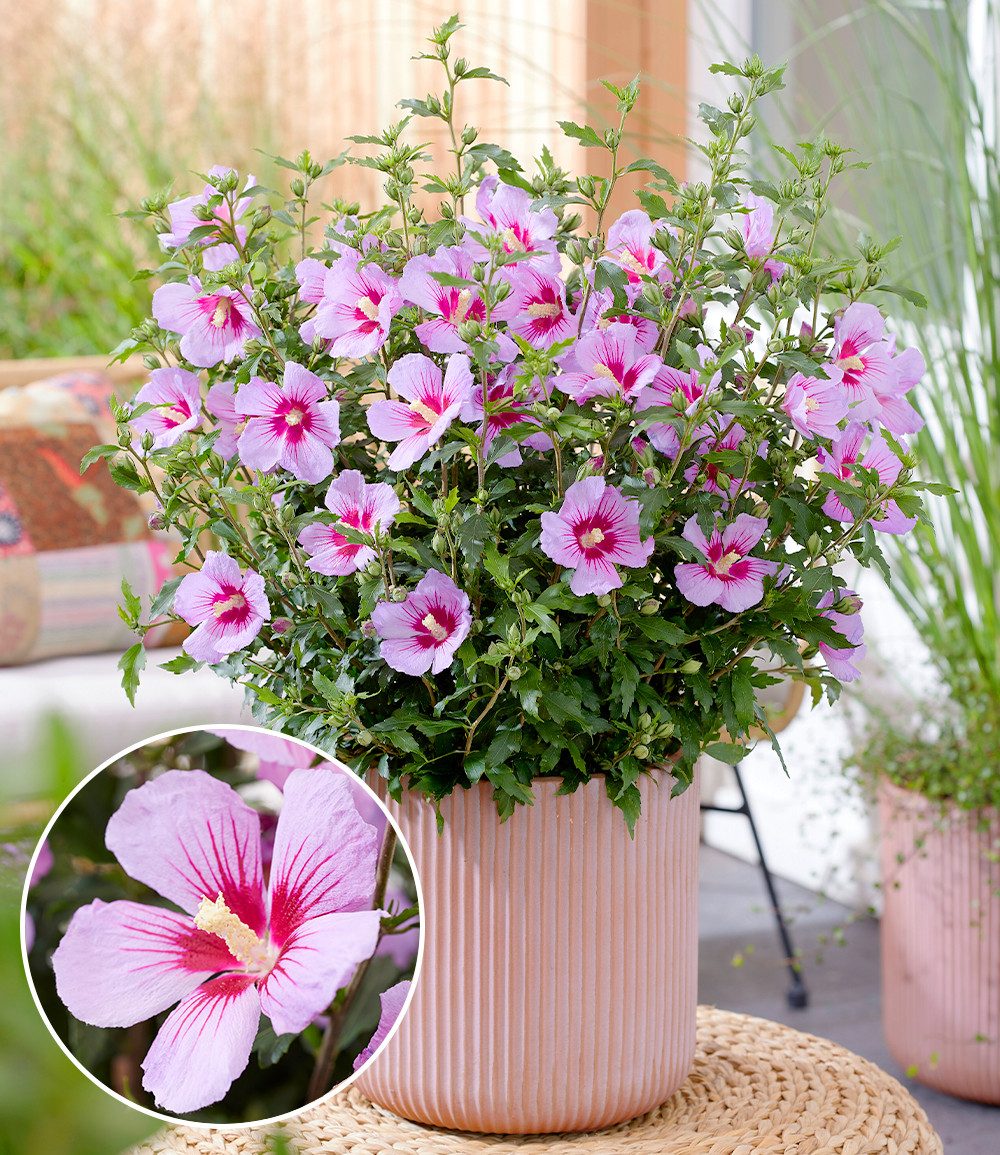BALDUR Garten Zierstrauch Zwerg-Hibiskus 'Little Legends Pink®', 1 St., Trockenheitsresistent, genügsam, winterhart, mehrjährig