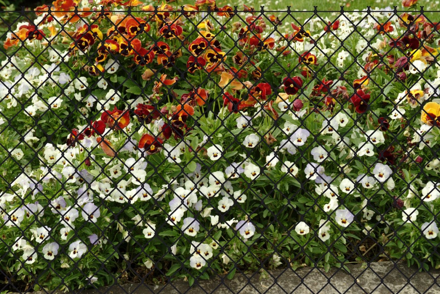 Thumbnail - GARDEN 'N' MORE Maschendrahtzaun, (Set), 1 Element für 15 m, LxH: 1500 x 125 cm, mit 7 Pfosten