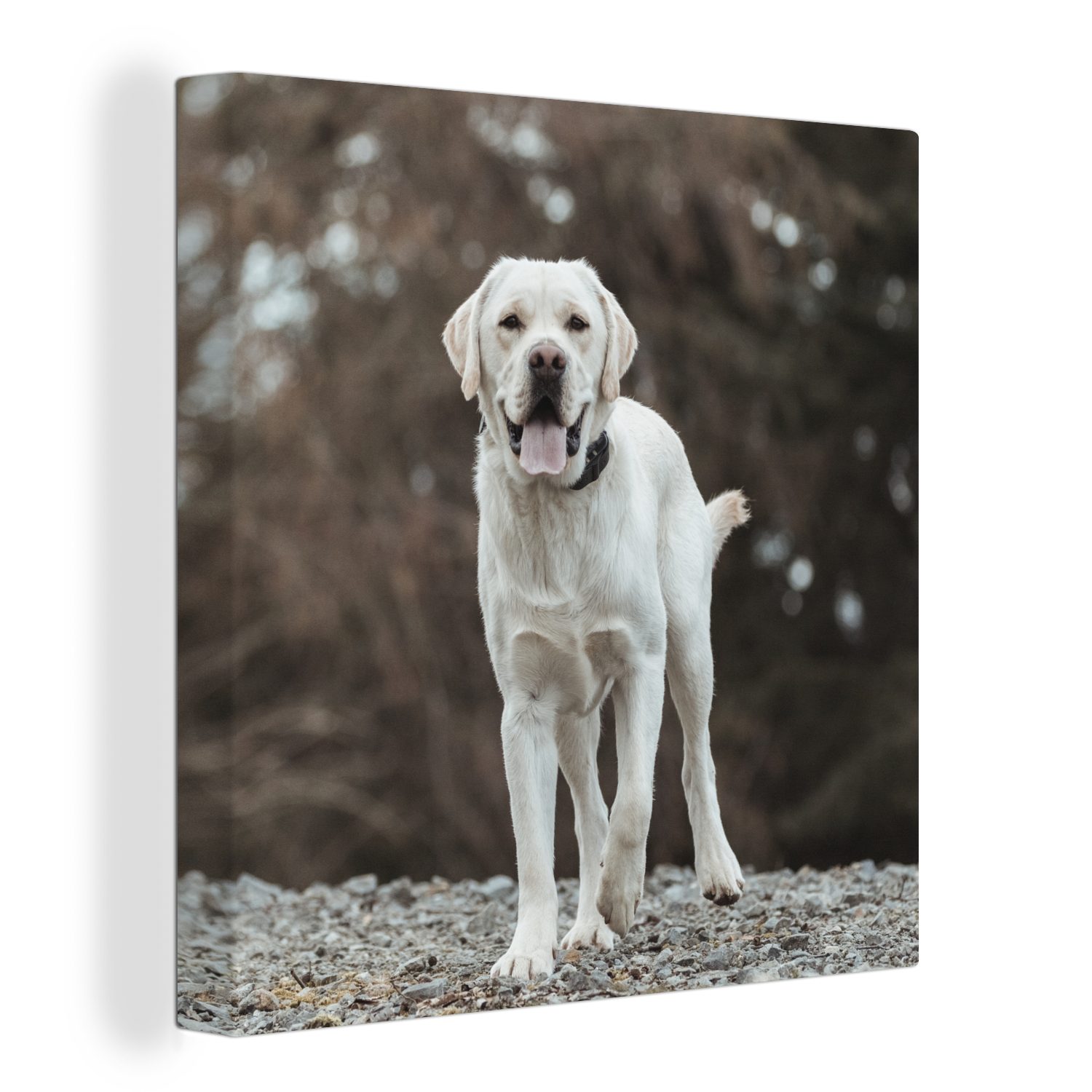 OneMillionCanvasses® Leinwandbild Ein weißer Labrador Retriever auf den Steinen, (1 St), Leinwand Bilder für Wohnzimmer Schlafzimmer