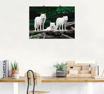 Artland Wandbild Arktische Wölfe, Wildtiere (1 St), als Leinwandbild, Poster in verschied. Größen