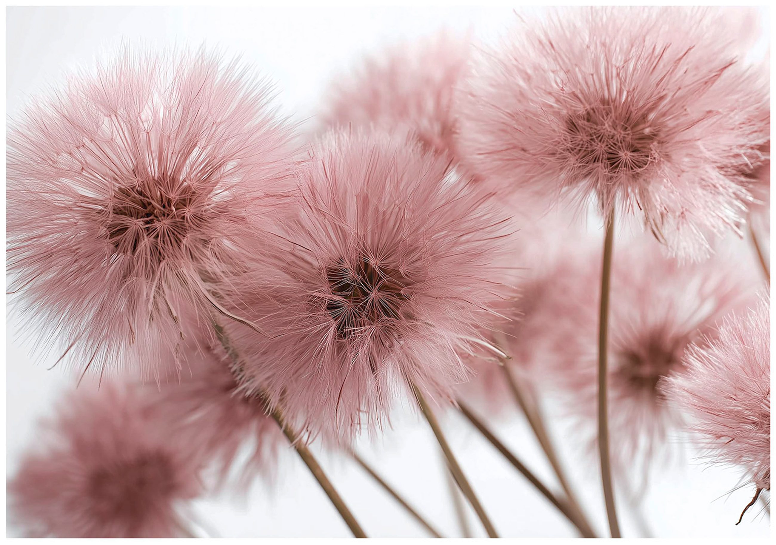 Wallarena Fototapete Löwenzahn Rosa Natur Vlies Tapete Wohnzimmer Schlafzim günstig online kaufen