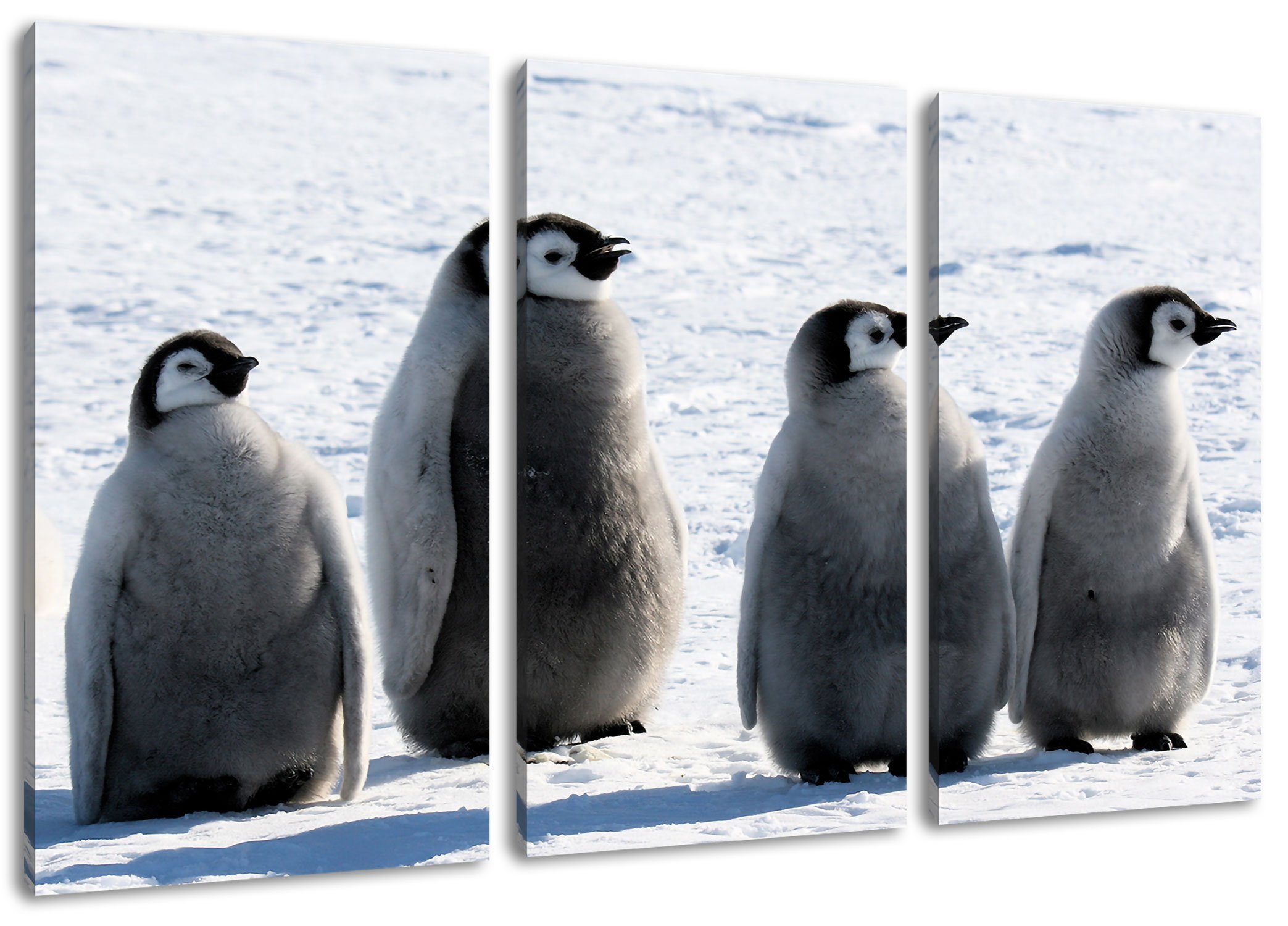 Leinwandbild Kaiserpinguinküken