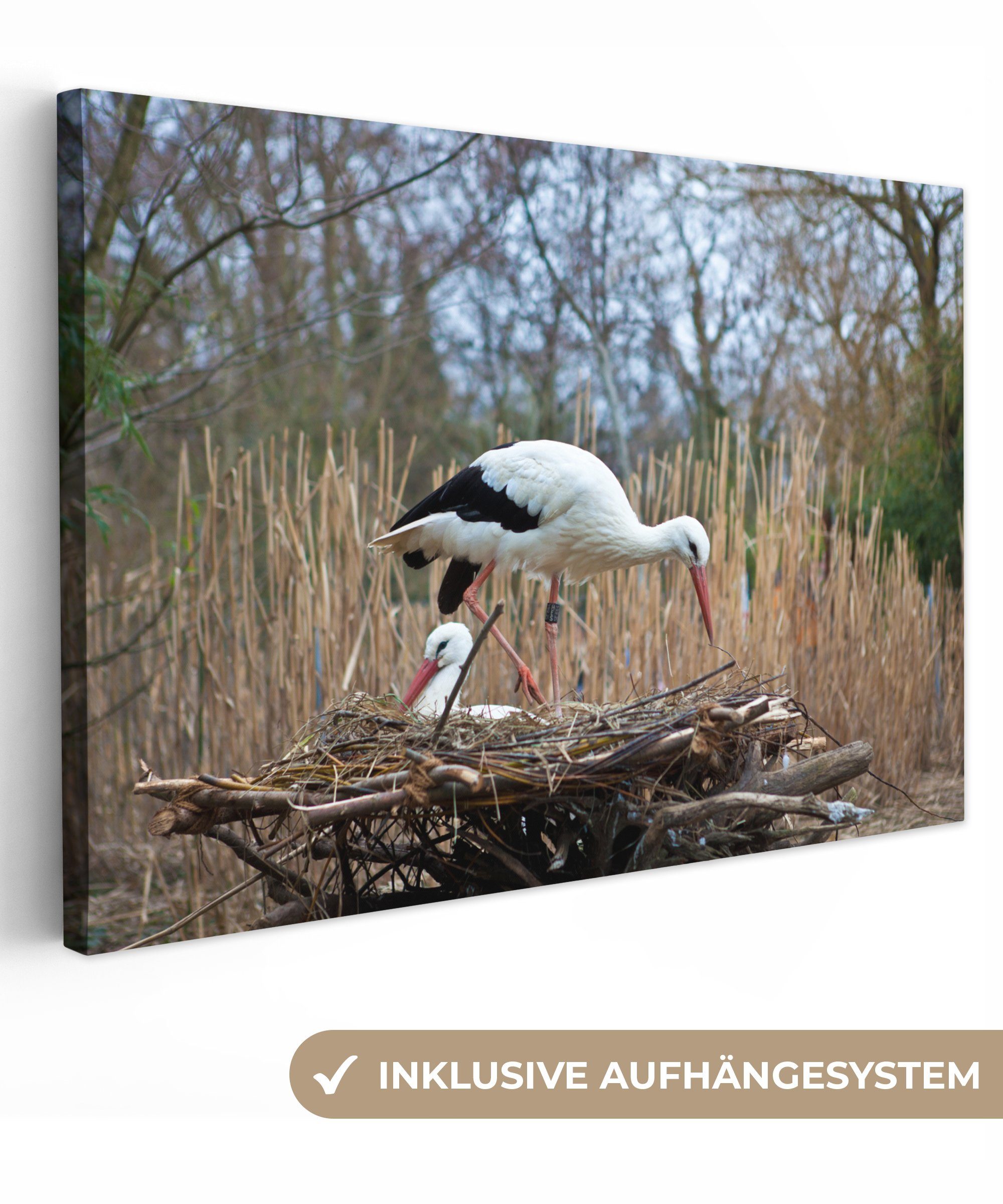 OneMillionCanvasses® Leinwandbild Wunderschöne Störche in ihrem günstig online kaufen