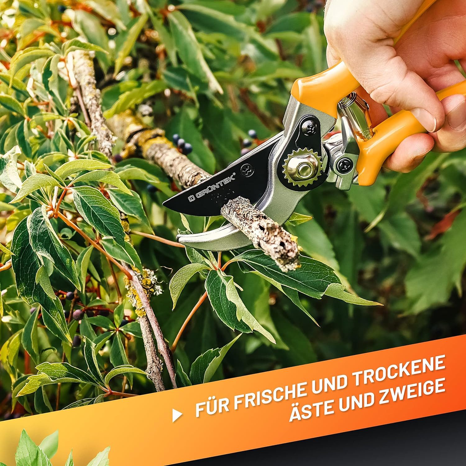 GRÜNTEK Gartenschere Gartenschere Rebschere SPECHT mit Klinge 55 mm aus japanischem Stahl, Mit speziellen Antihaftbeschichtung und kraftsparendem Schneidsystem – Bild 3 von 5