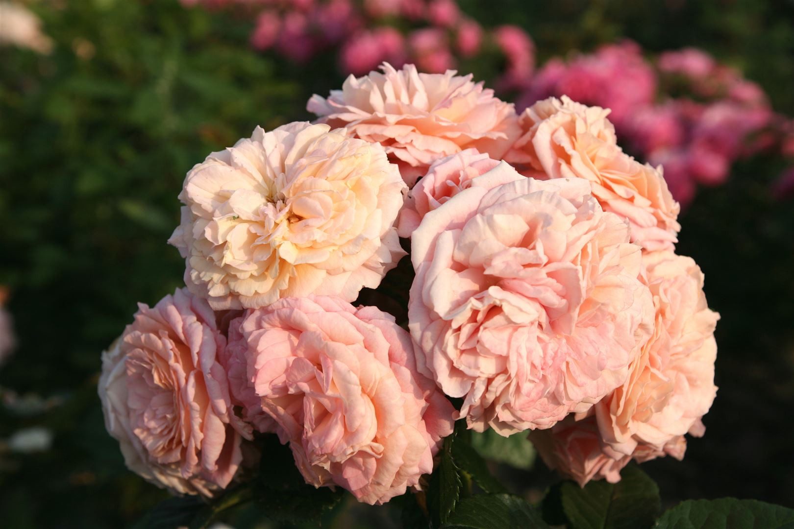 Pflanzen für Dich Rose Rosa Amaretto