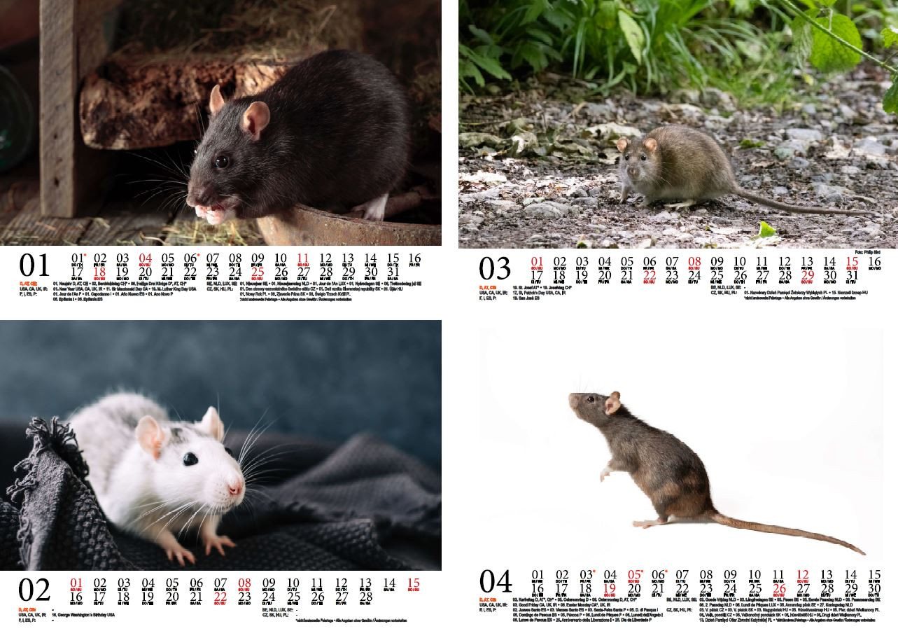 Thumbnail - Seelenzauber Wandkalender Rattenzauber DIN A5 Kalender für 2026 Ratten - Seelenzauber