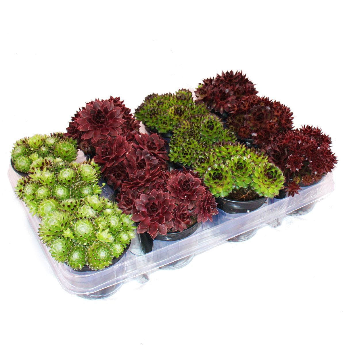 Exotenherz Topfpflanze Hauswurz - Set aus 12 verschiedenen Sempervivum-Sorten