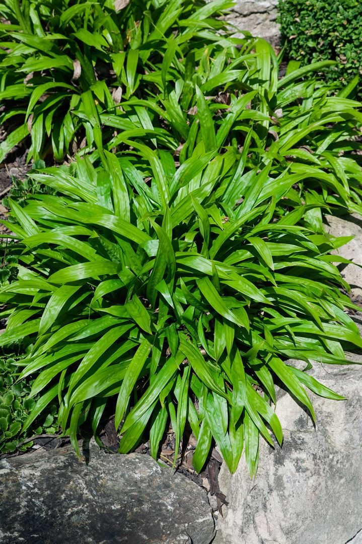 Pflanzen für Dich Травы Carex plantaginea, 1 St., Breitblatt-Segge, breitblättrig, schattenverträglich