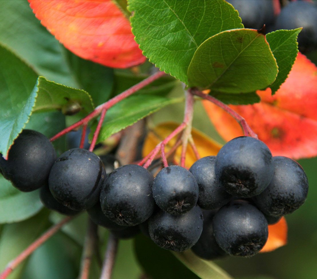 Dehner Obstpflanze Schwarze Apfelbeere Nero, Aronia melanocarpa, schwarz-violette Früchte, insektenfreundliche, robuste und ertragreiche Vitaminpflanze