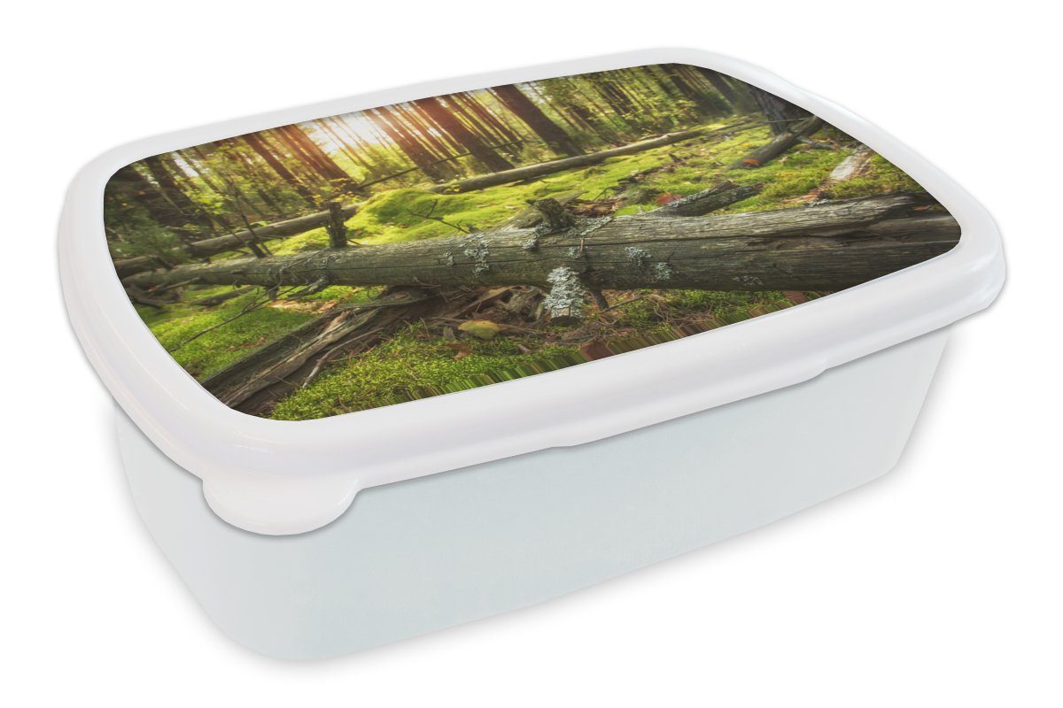 MuchoWow Lunchbox Baum - Wald - Moos, Kunststoff, (2-tlg), Brotbox für Kinder und Erwachsene, Brotdose, für Jungs und Mädchen weiß