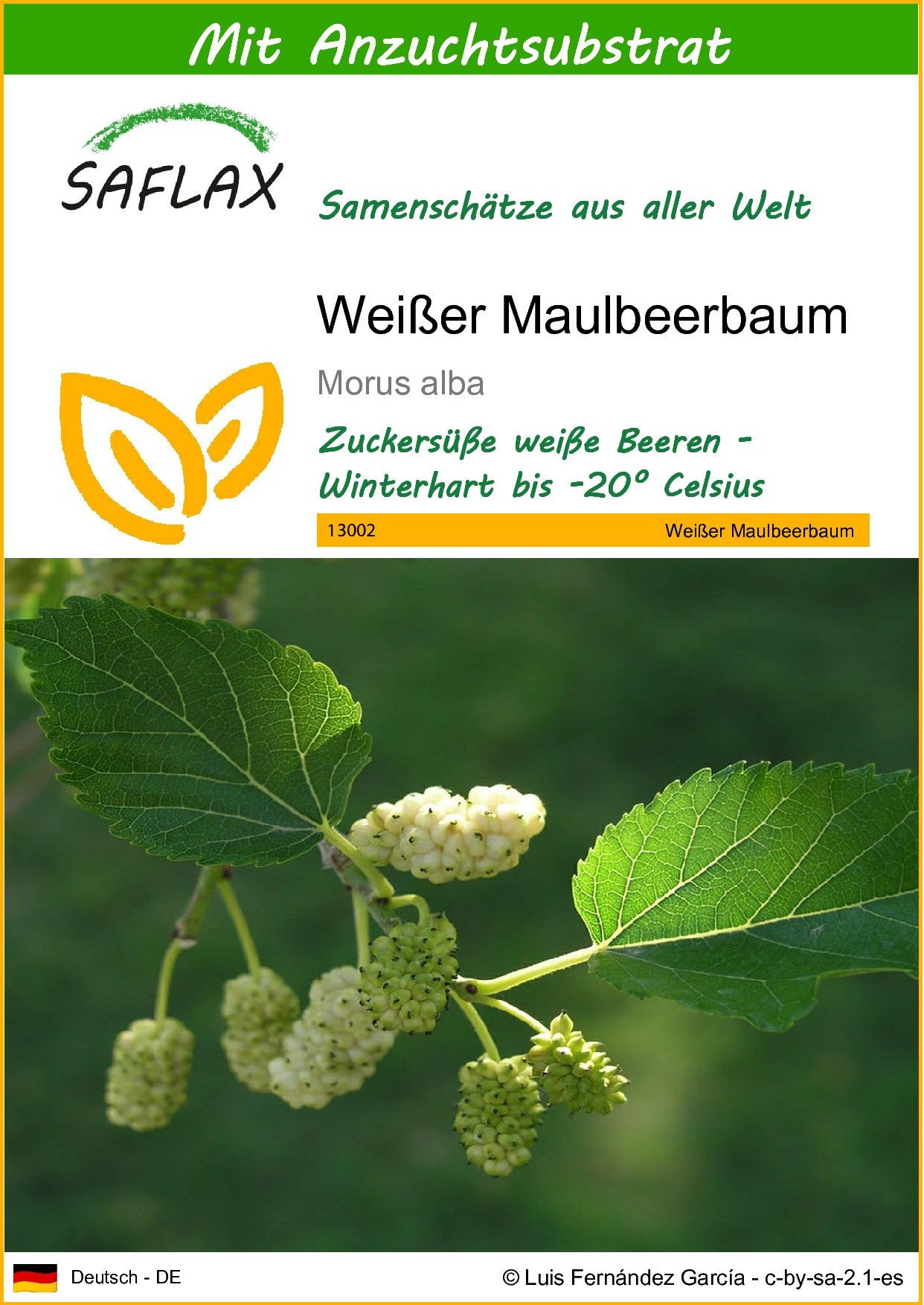SAFLAX Blumensamen SAFLAX - Samen und Substrat - Weißer Maulbeerbaum
