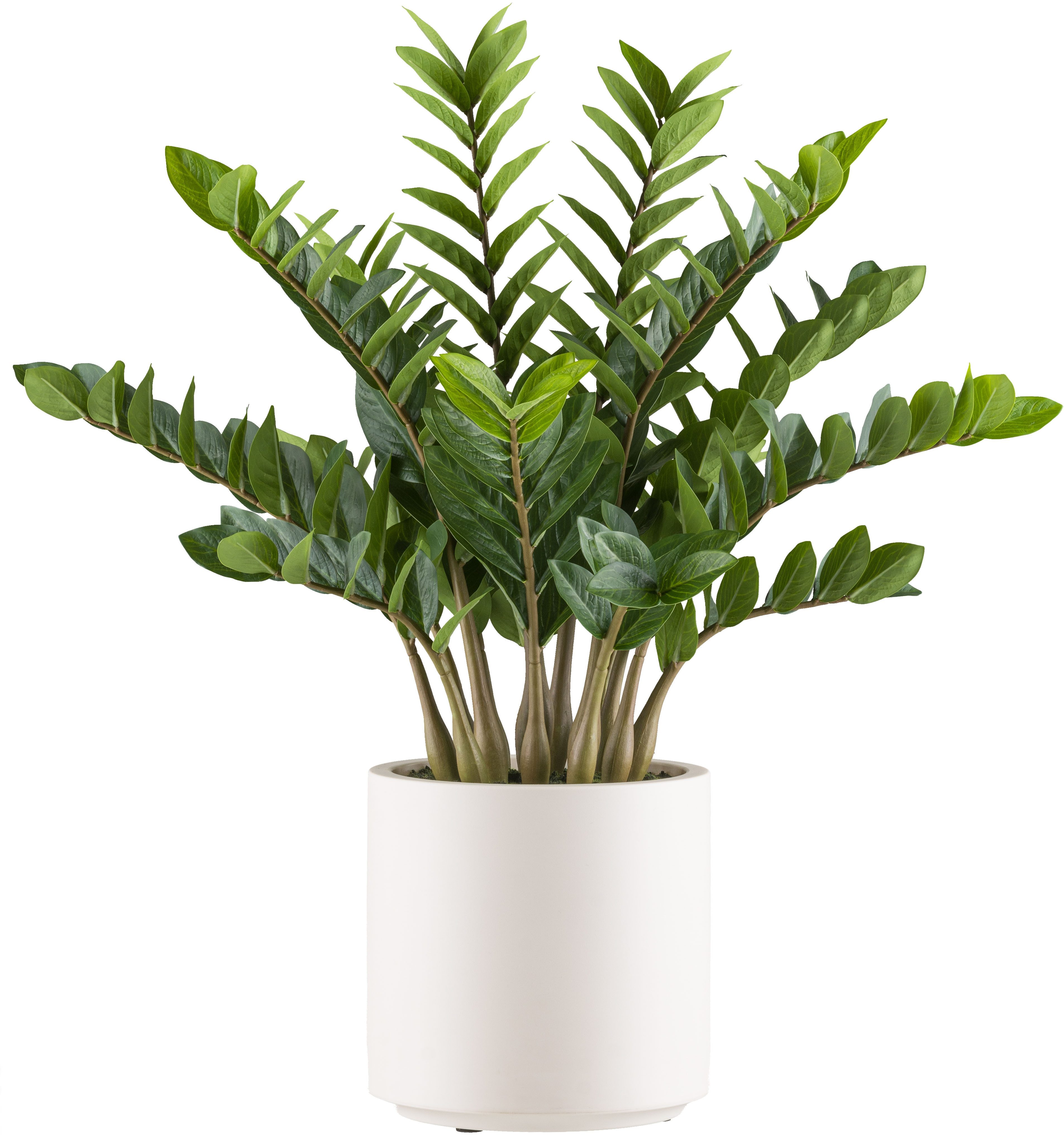 Kunstpflanze Zamifolia Grünpflanze, Creativ green, Höhe 85 cm, im eleganten cremefarbenen Topf