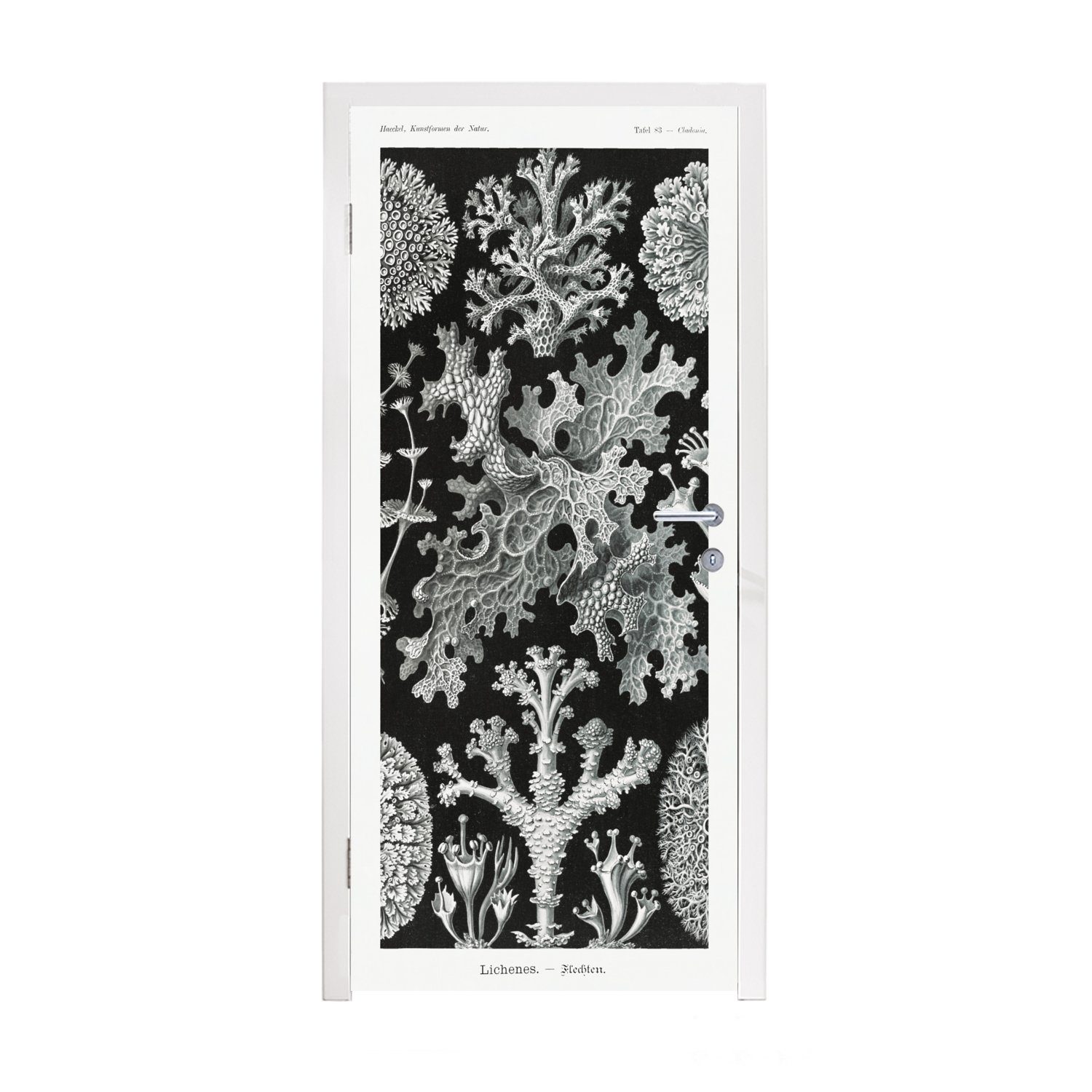 MuchoWow Türtapete Kunst - Koralle - Ernst Haeckel - Alte Meister - Natur, Matt, bedruckt, (1 St), Fototapete für Tür, Türaufkleber, 75x205 cm