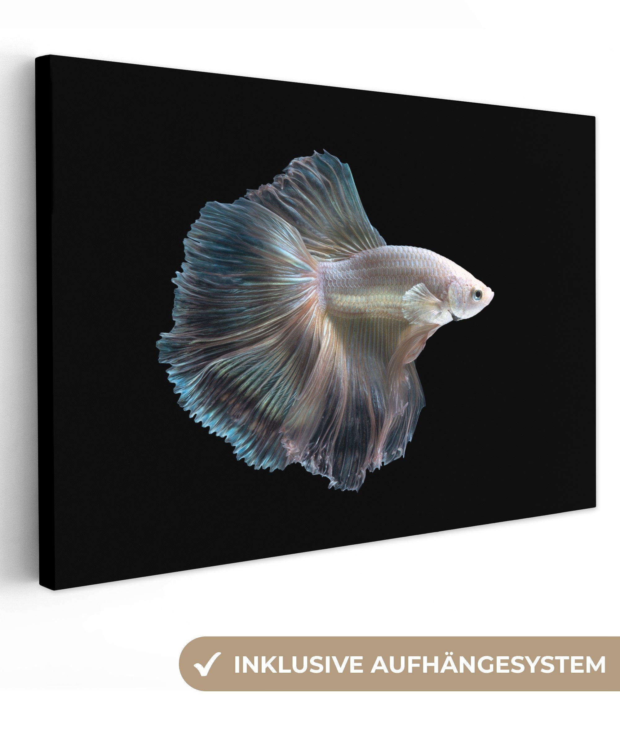 OneMillionCanvasses® Leinwandbild Fisch - Schwanz - günstig online kaufen