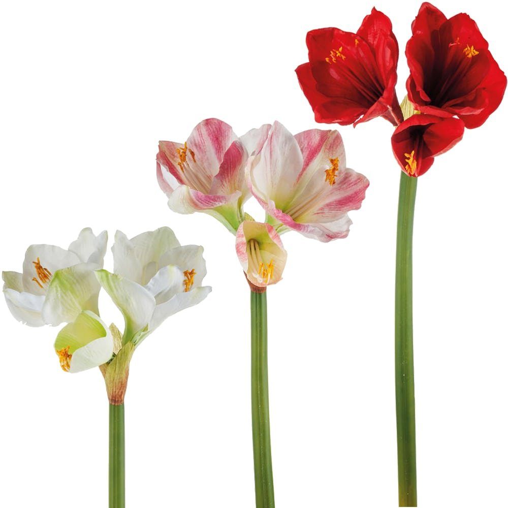 Kunstblumen & Fb 3 HOBBY, weiß matches21 Höhe Rittersterne Amaryllis Amaryllis, 66 Kunstblume cm HOME