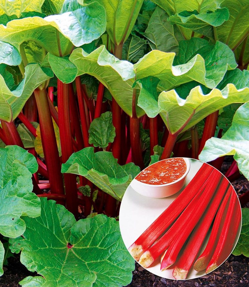 BALDUR Garten Obstpflanze Immertragender Rhabarber 'Livingstone', 1 St., Rabarber, essbar,winterhart, mehrjährig, pflegeleicht