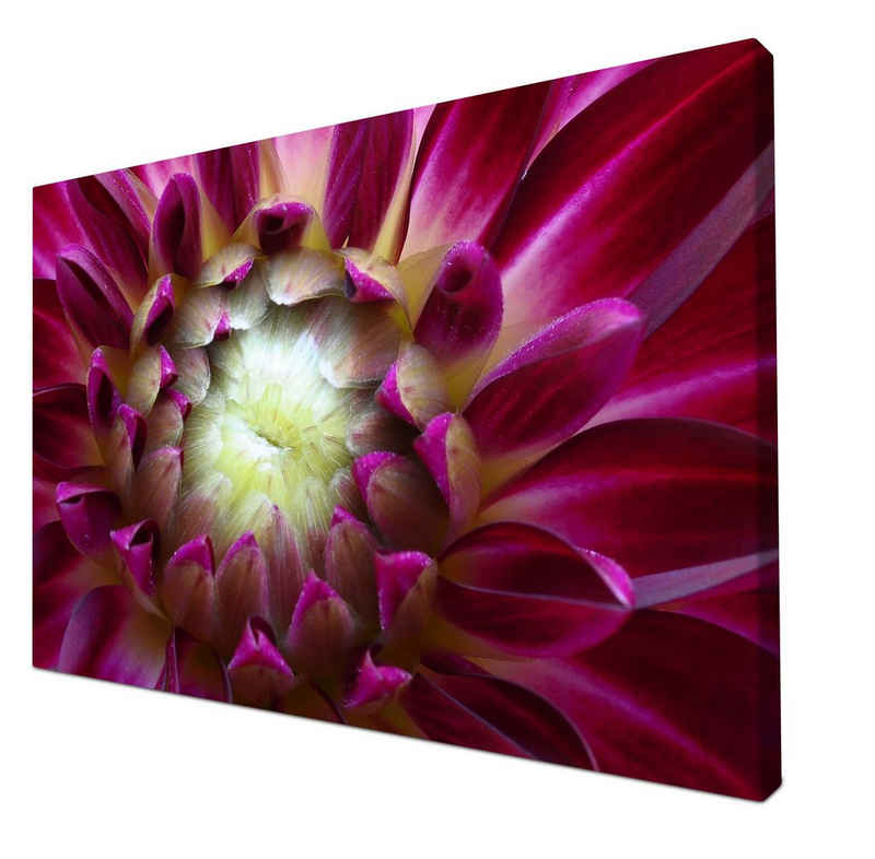 wandmotiv24 Leinwandbild Blume Blüte Aster pink, Blumen und Pflanzen (1 St), Wandbild, Wanddeko, Leinwandbilder in versch. Größen