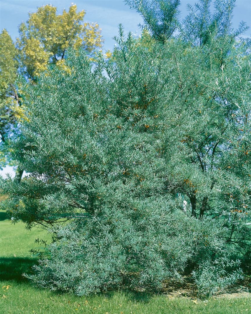 Pflanzen für Dich Obstpflanze Hippophae rhamnoides Leikora, 1 St., Sanddorn, Fasanenbeere, orange Beeren, vitaminreich