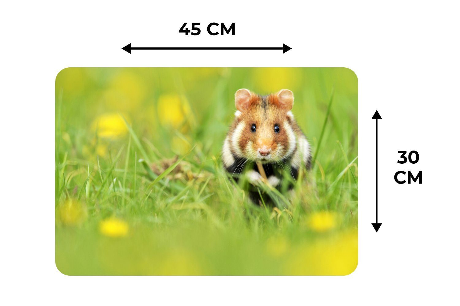 Platzset, Europäischer Hamster im MuchoWow, Gras, Platzset, Tischmatten, Schmutzabweisend Platzdecken, (6-St), Platzmatte