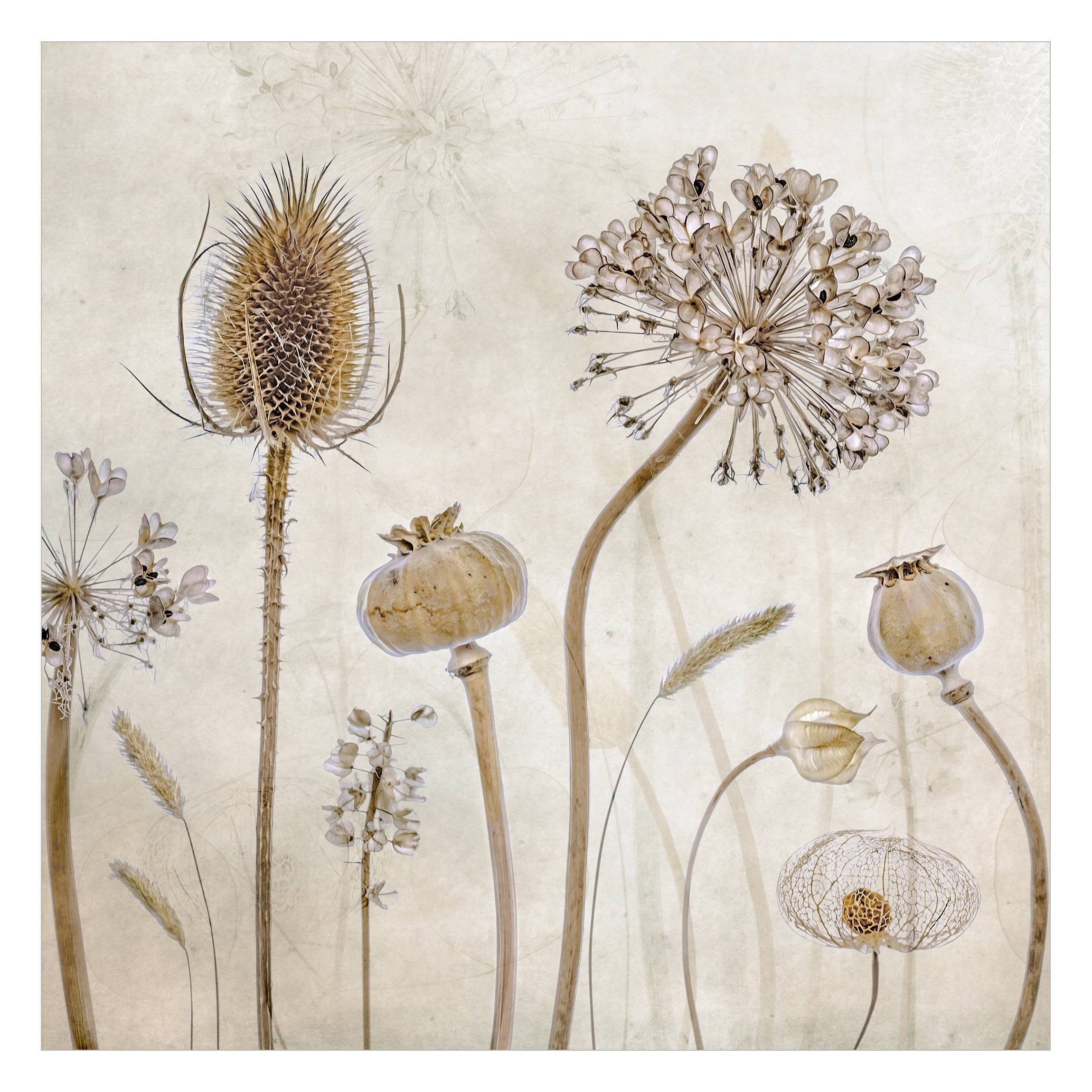 Bilderdepot24 Vliestapete Vintage Growing Old Blumen Natur Beige Landhausst günstig online kaufen