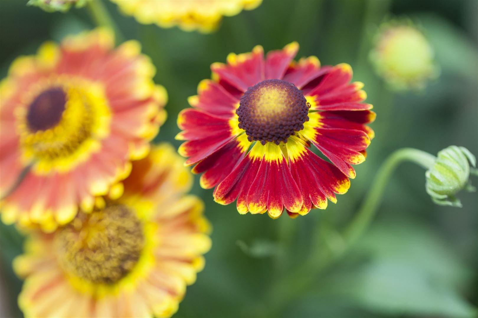 Pflanzen für Dich Staude Helenium 'Biedermeier', 1 St., Sonnenbraut