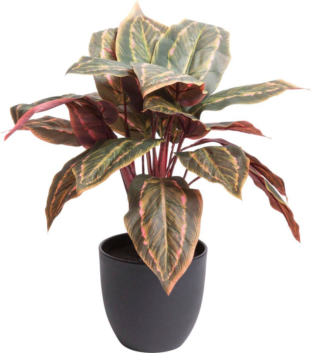 Künstliche Zimmerpflanze Calathea Calathea, Botanic-Haus, Höhe 43 cm