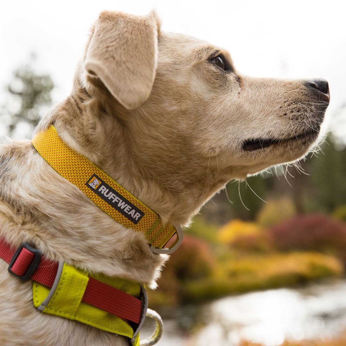 Ruffwear Hunde-Halsband Hundehalsband Hi & Light Lichen Green