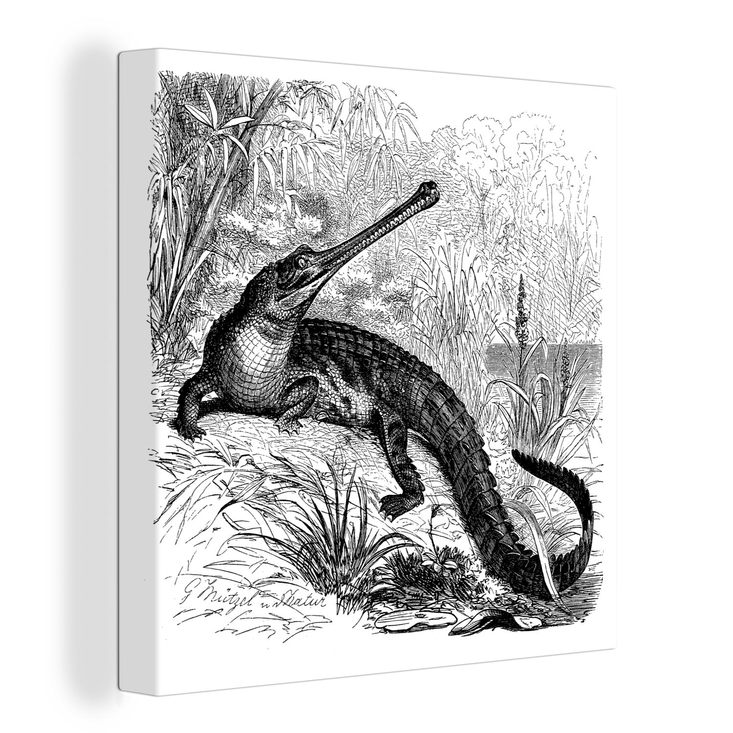 OneMillionCanvasses® Leinwandbild Eine antike Schwarz-Weiß-Abbildung eines Gavials, (1 St), Leinwand Bilder für Wohnzimmer Schlafzimmer