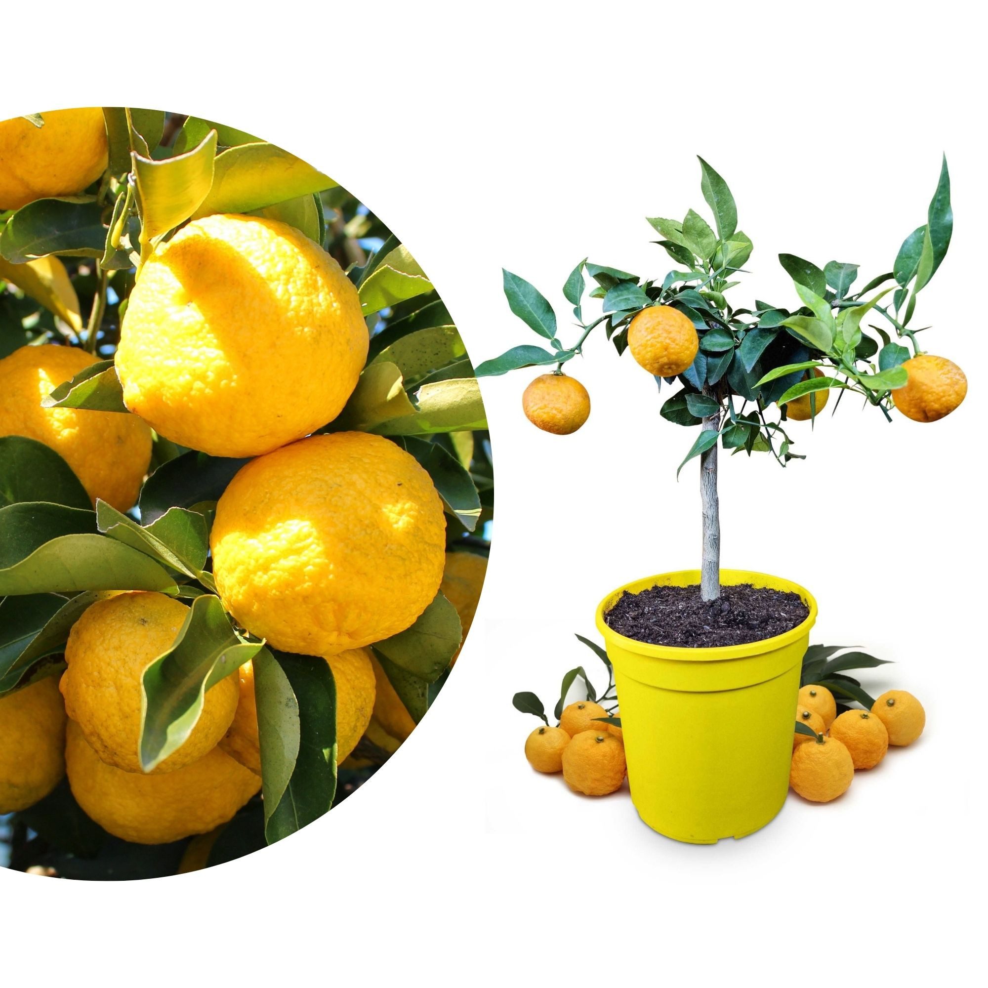 Meine Orangerie Zitronenbaum Yuzu - Citrus junos, echter Yuzubaum, professionell veredelter und fruchtreifer Zitrusbaum