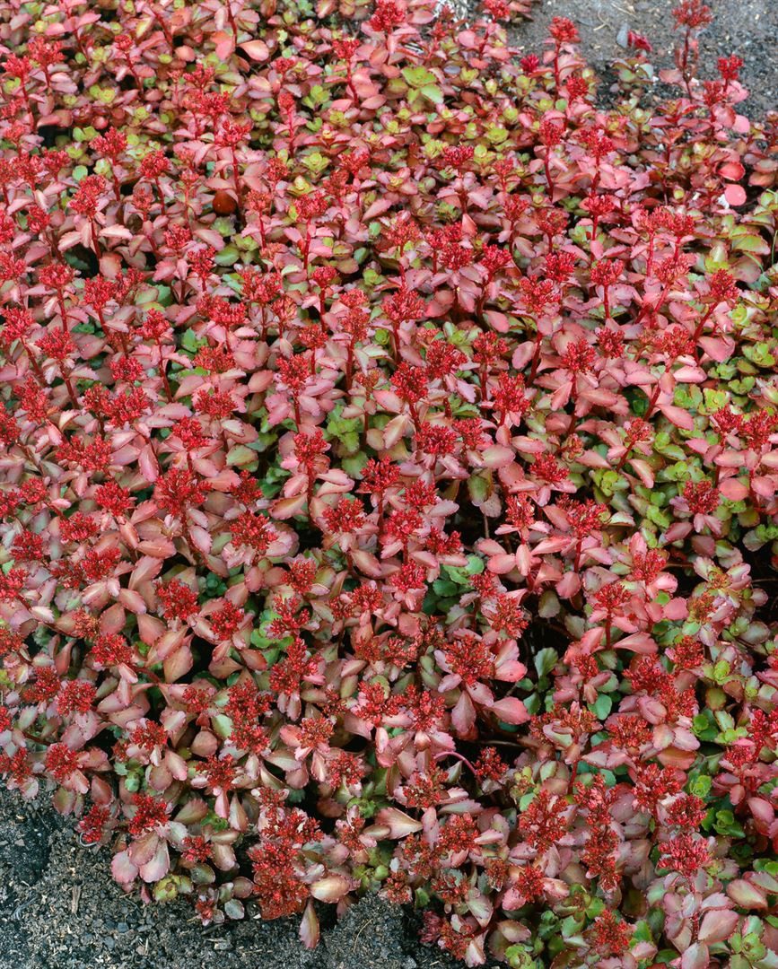 Pflanzen für Dich Staude Sedum spurium Schorbuser Blut, 1 St., Teppich-Fetthenne, Mauerpfeffer