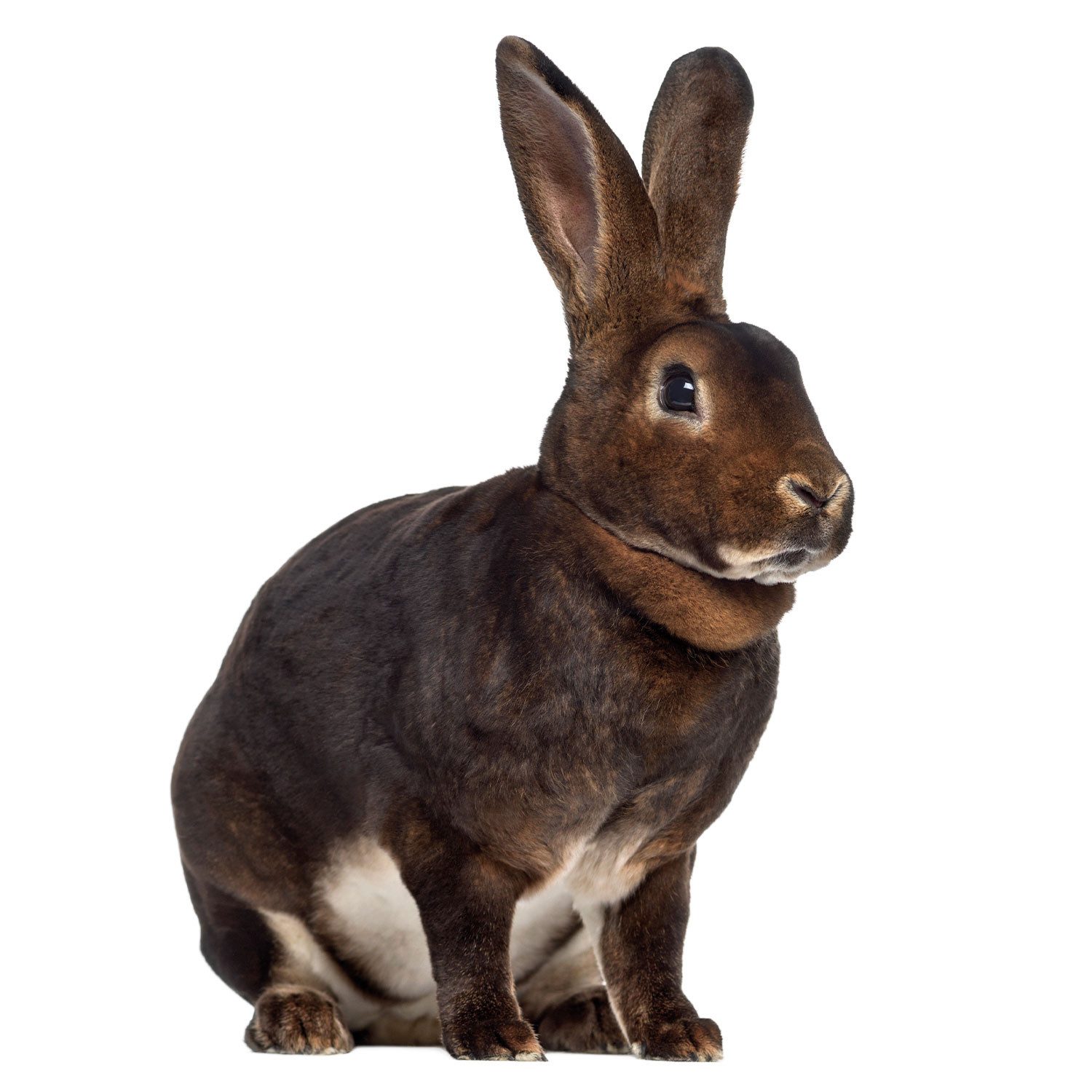 younikat Fensterbild Fensterbild Ostern Osterhase I beidseitig I selbsthaftend I dv1408