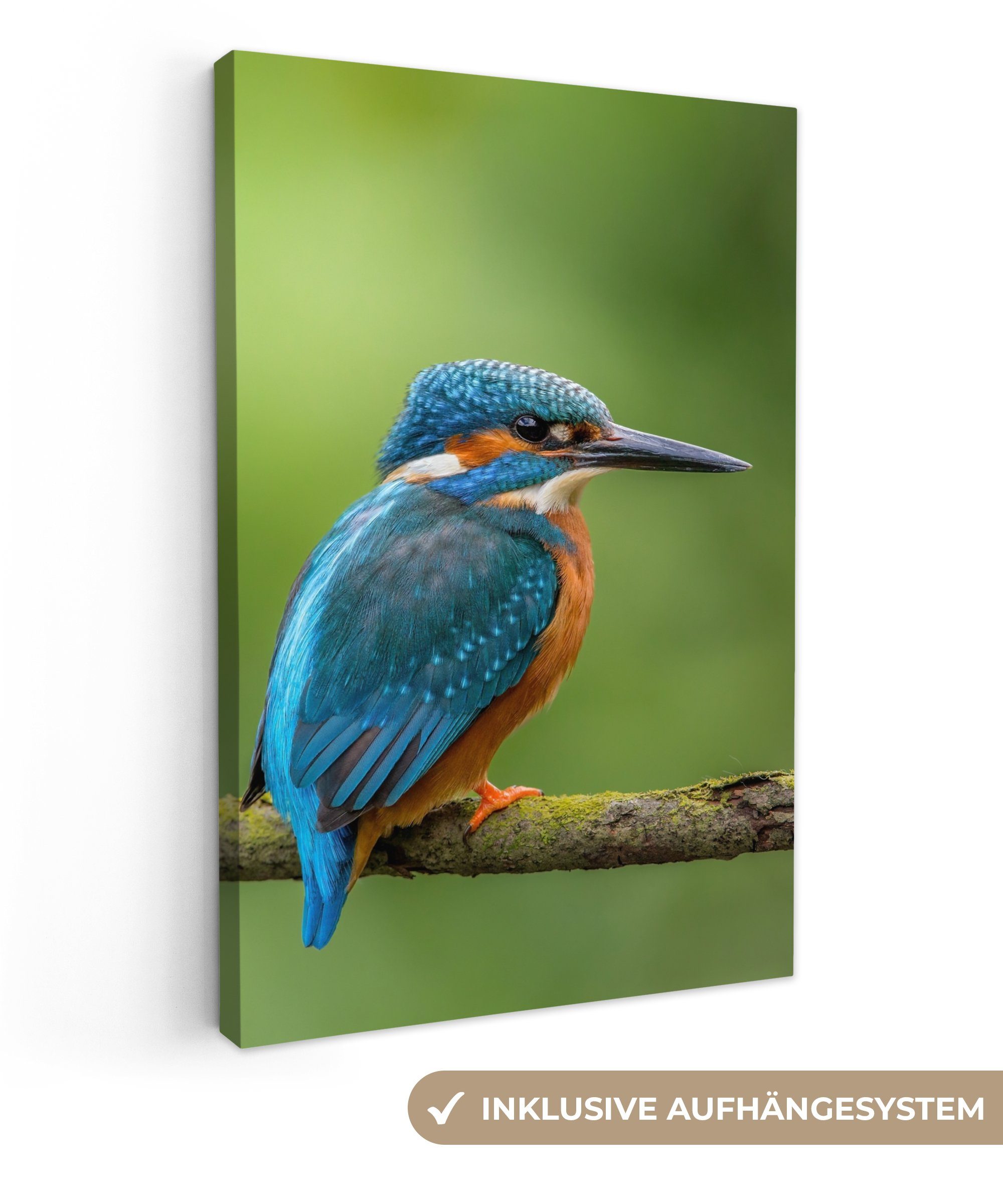 OneMillionCanvasses® Leinwandbild Eisvogel - Zweig - Moos - Vogel - Grün, F günstig online kaufen