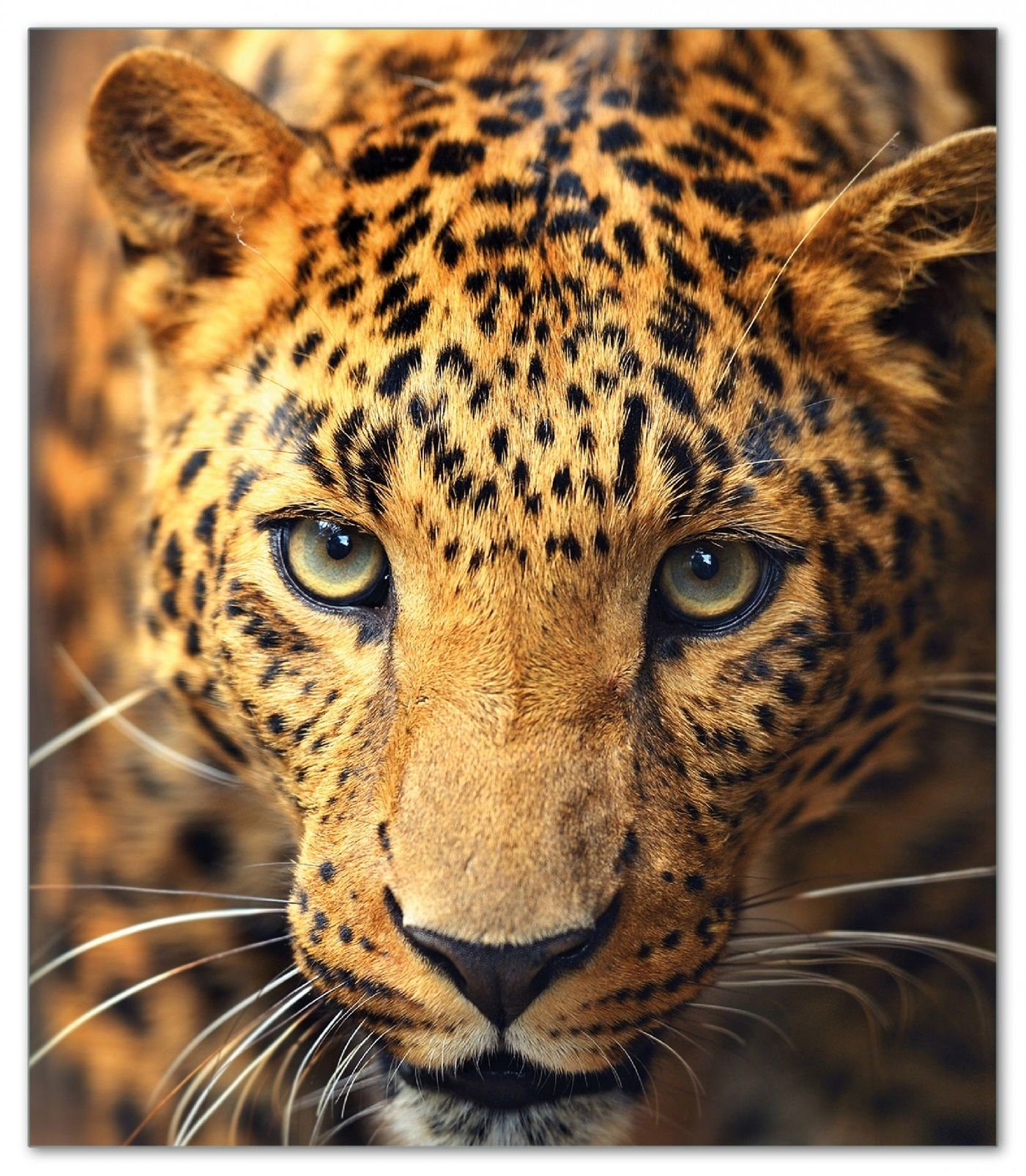 Wallario Herd-Abdeckplatte Leopard in Nahaufnahme beim Laufen, ESG-Sicherheitsglas, (Glasplatte, 1 tlg., inkl. 5mm Noppen), verschiedene Größen