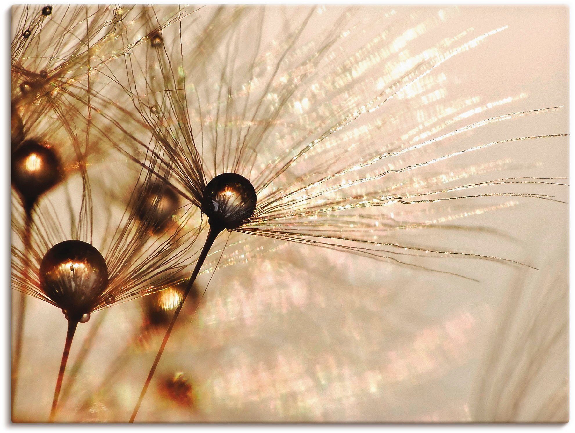 Artland Wandbild Pusteblume Goldener Tropfen, Blumen (1 St), als Alubild, Leinwandbild, Poster in verschied. Größen