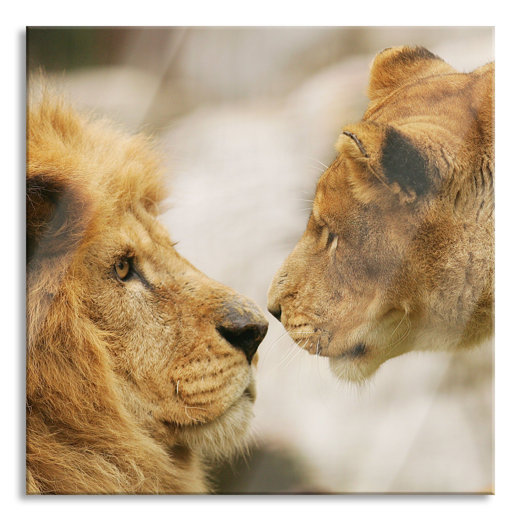 Pixxprint Glasbild Verliebtes Löwenpaar, Verliebtes Löwenpaar (1 St), Glasbild aus Echtglas, inkl. Aufhängungen und Abstandshalter