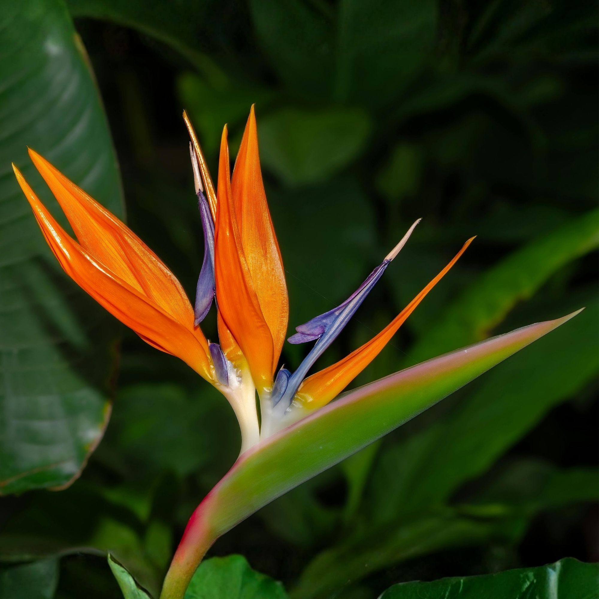 Meine Orangerie Kübelpflanzen Strelitzie - Strelitzia, Paradiesvogelblume, professionell kultivierte Strelitzie mit kräftigem Blattwerk – Bild 2 von 3