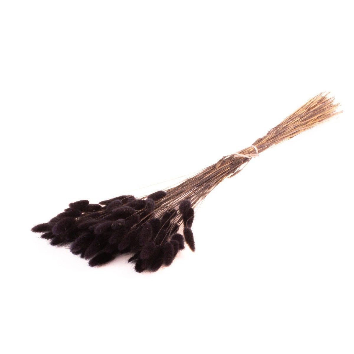 Trockenblume Lagurusgras getrocknet BORKA, Bund, schwarz, 55-75cm, Ø12cm, INNA-Glas, Höhe 75.0 cm