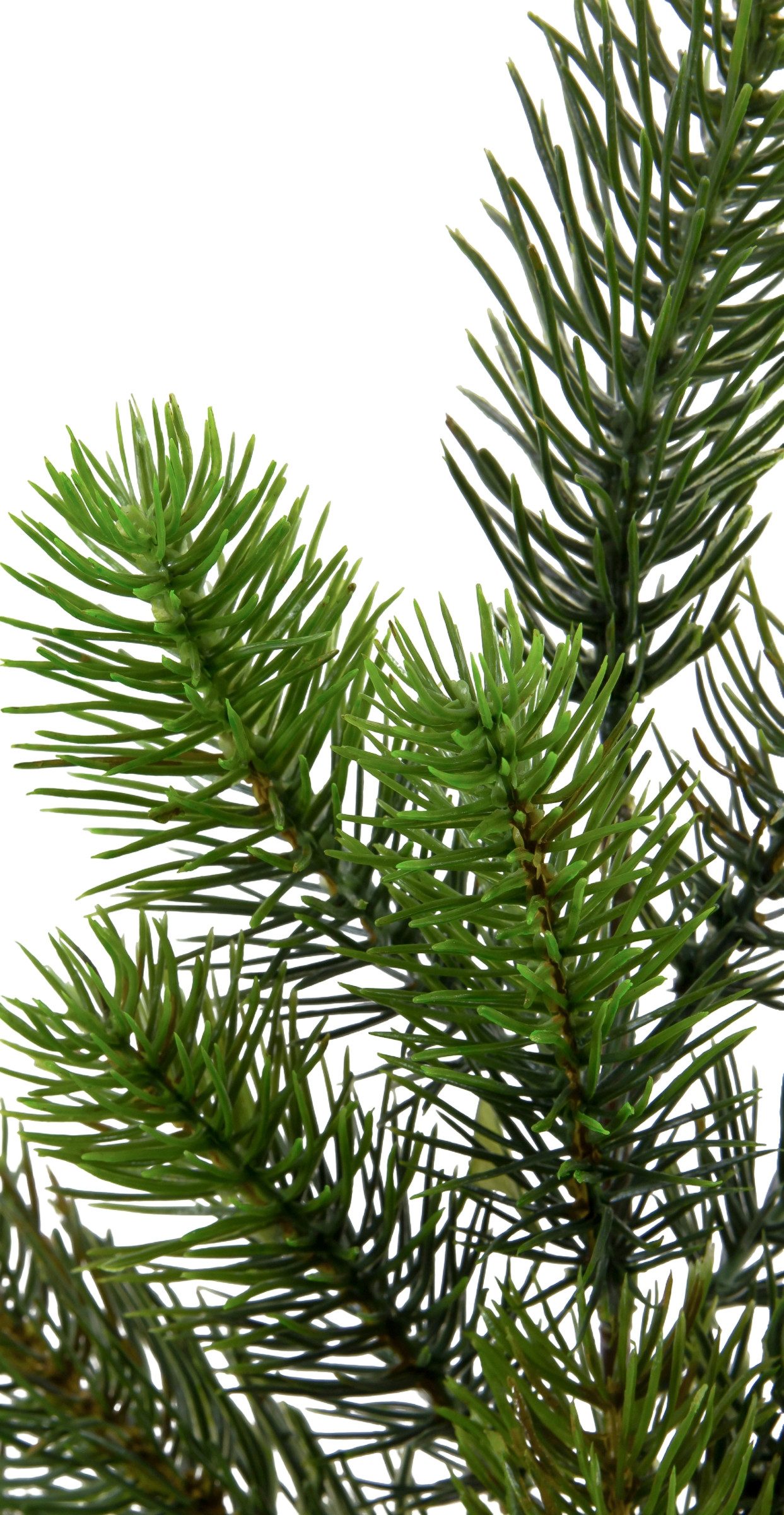 Kunstzweig Kunststoff-Tannenzweig DP Kunsttanne künstliche Tannenzweige, Se günstig online kaufen