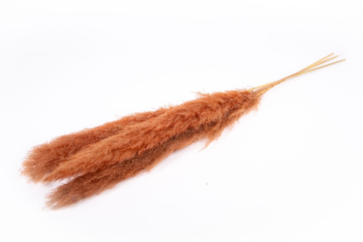 Trockenblume Pampasgras getrocknet ANIAMI, Terracotta, 130-140cm, Ø20cm, INNA-Glas