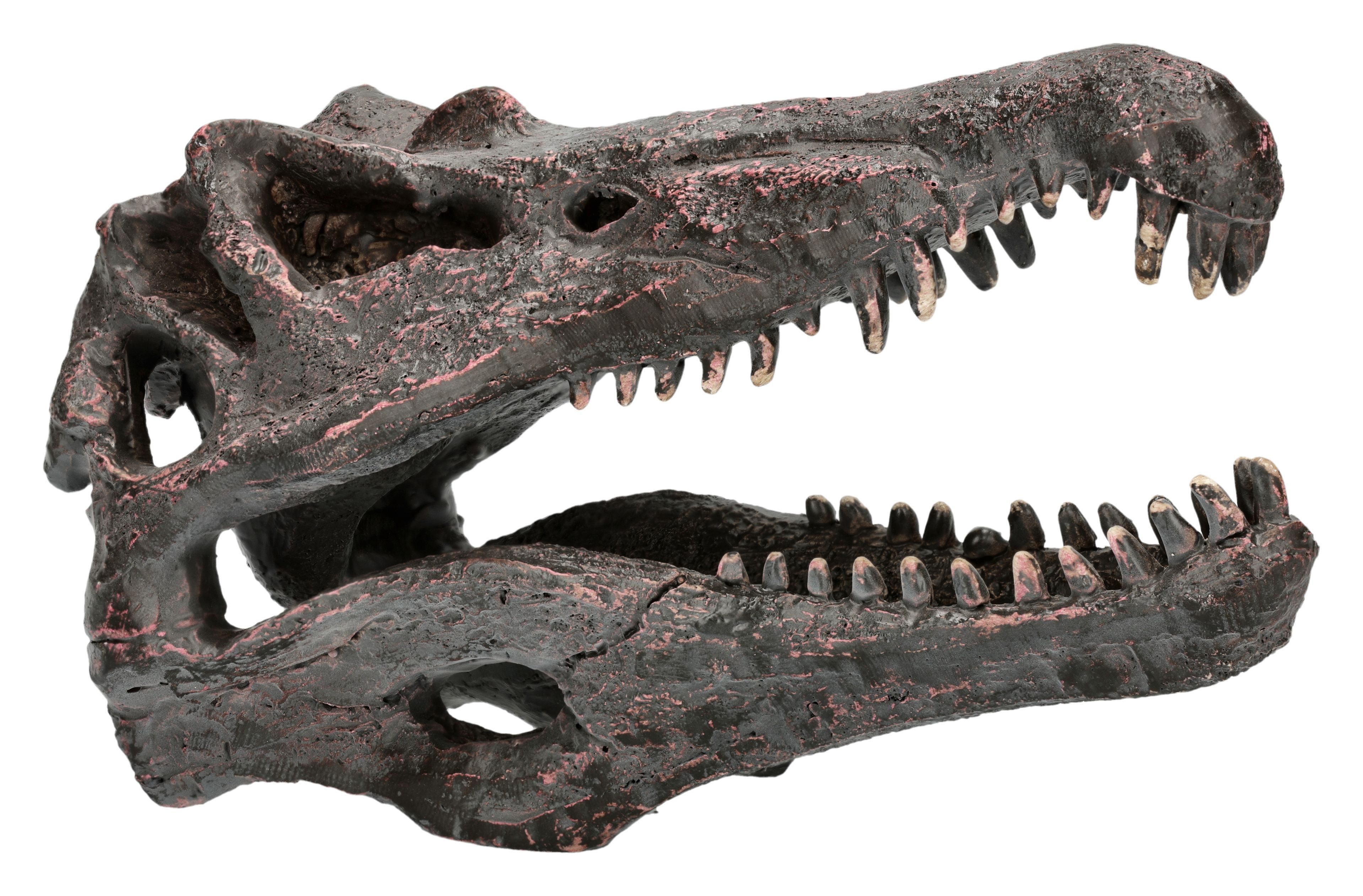Figuren Shop GmbH Dekofigur Spinosaurus Totenkopf – Dinosaurier Schädel Fossil Deko Figur 9 cm