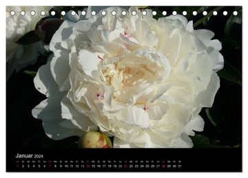 CALVENDO Wandkalender Pfingstrosen (Tischkalender 2024 DIN A5 quer), CALVENDO Monatskalender