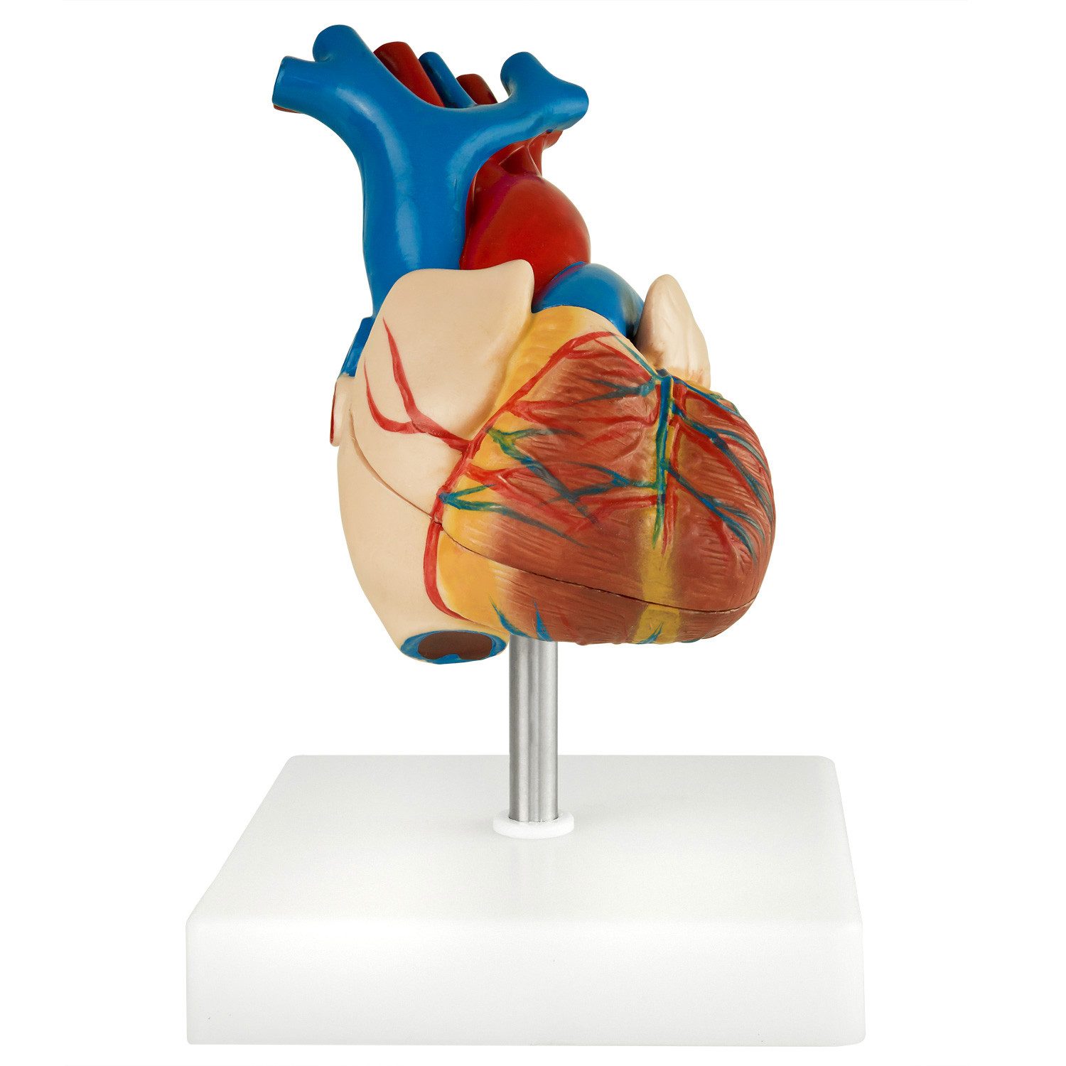 MedMod Dekoobjekt Anatomie Modell Herz des Menschen Anatomiemodell menschlicher Körper