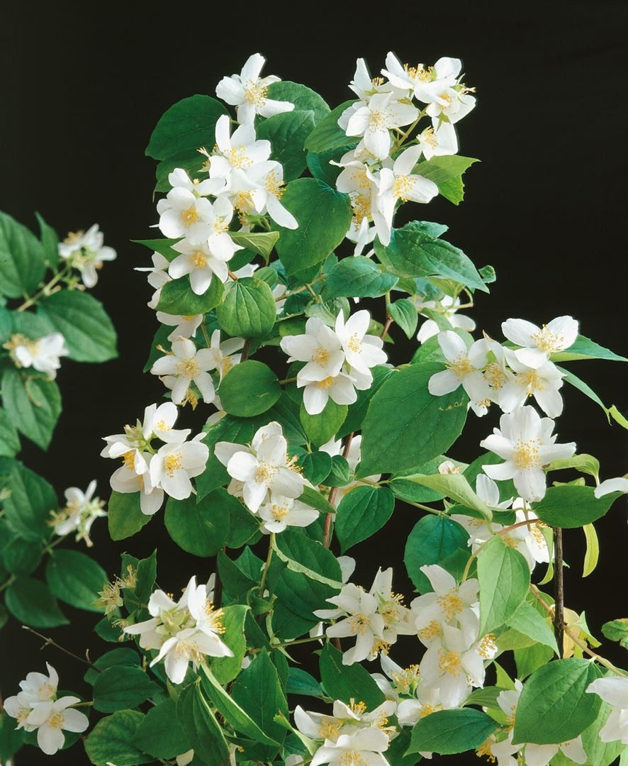 Pflanzen für Dich Gehölze Philadelphus Dame Blanche, 1 St., Duftjasmin, Pfeifenstrauch